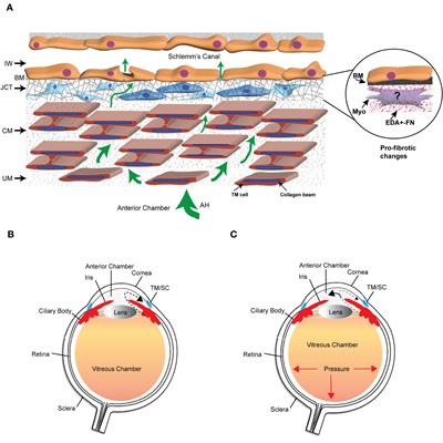Role of integrins in the development of fibrosis in the trabecular meshwork